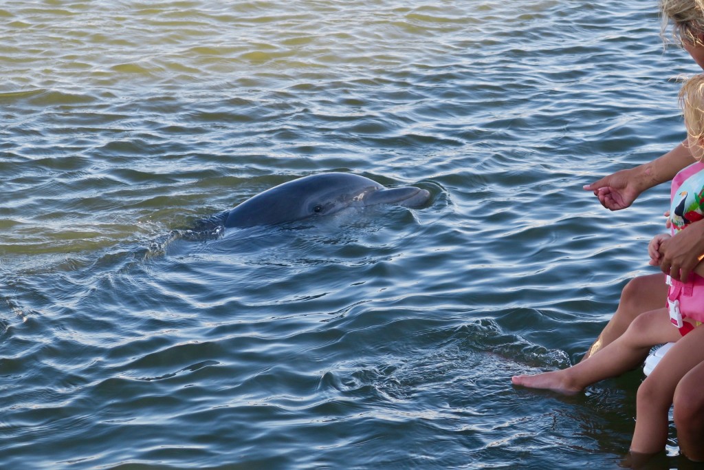 15. dolphin_daufuskie_island