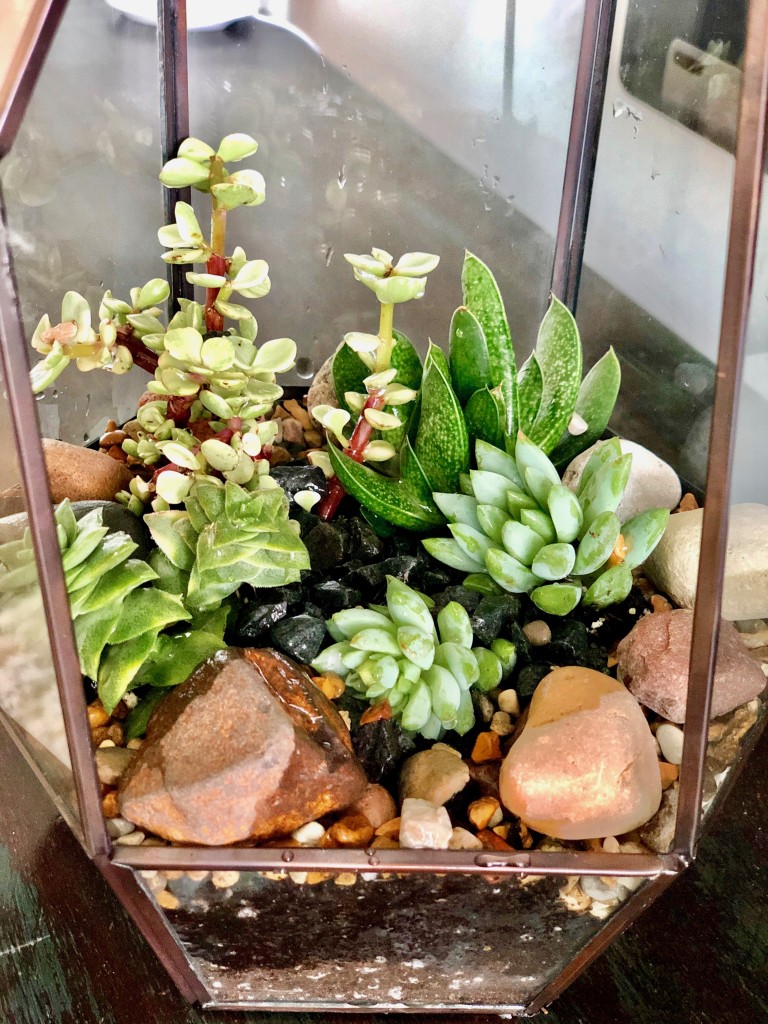 4. terrarium